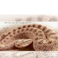 گونه مار افعی شاخدار عربی Desert Horned Viper